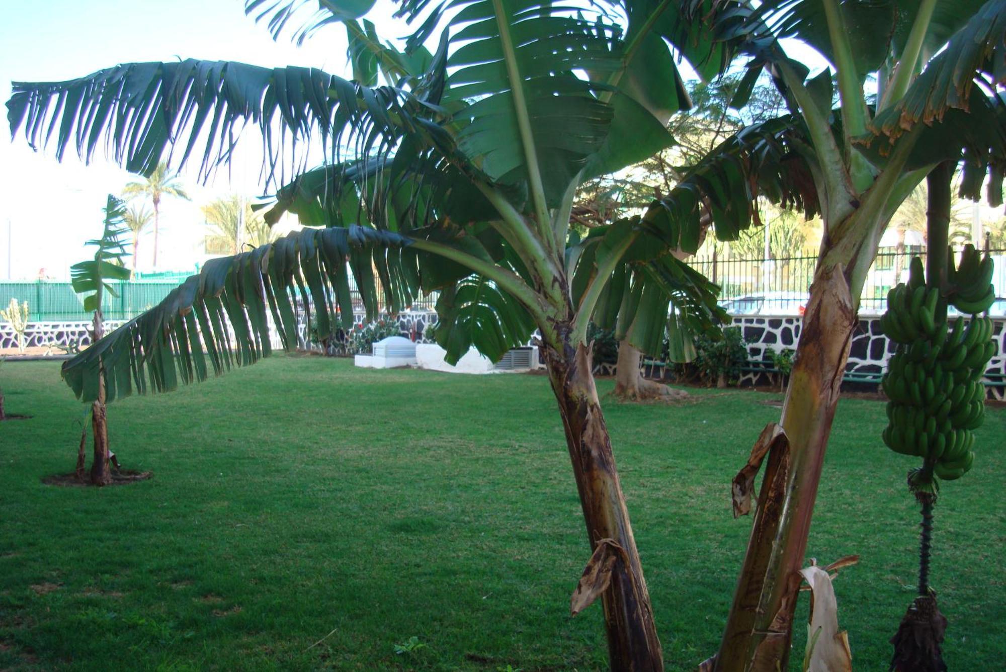 Los Cactus Playa del Ingles  Exterior photo